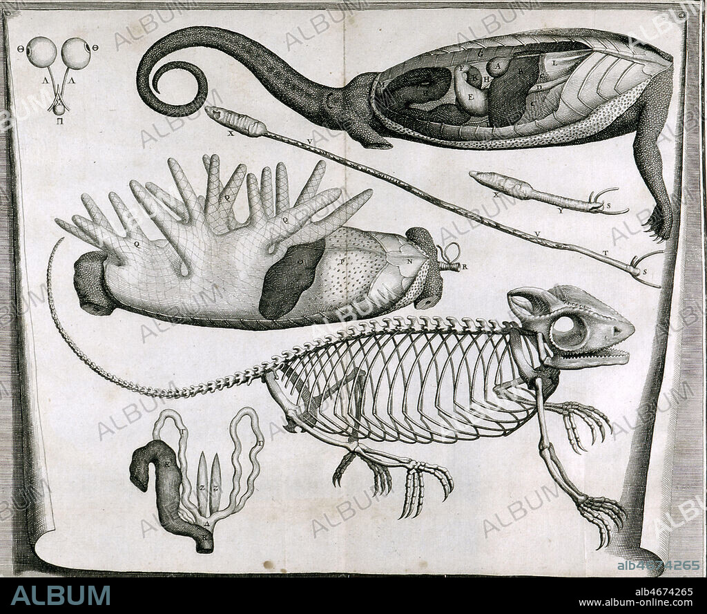 Planche zoologique du cameleon et son squelette. Gravure tiree de Description anatomique des divers animaux disseques dans l'Academie Royale des Sciences de 1682. Credit: Coll. BHVP-Grob/KHARBINE-TAPABOR.
