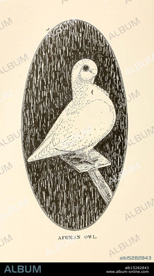 Pigeons and all about them Boston C.E. Twombly [c1898] Pigeons Woods Hole, A striking illustration of an African owl, depicted with a rounded body and large, expressive eyes. The owl perches on a simple branch, exuding an air of serenity and wisdom. The background features a textured pattern resembling falling rain, enhancing the owl's prominence in the composition. The label ''AFRICAN OWL'' is elegantly placed beneath the illustration, providing a clear identification of the species.