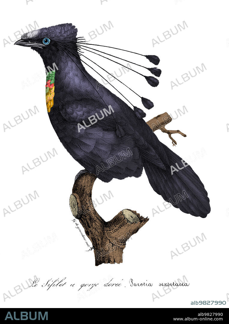 Western Parotia (Parotia sexsetacea, now Parotia sefilata), a bird-of-paradise endemic to Indonesian New Guinea. Only the male has the long head plumes. Illustration from La galerie des oiseaux du Cabinet d'histoire naturelle du Jardin du roi, 1834 edition, written by Louis Pierre Vieillot, with plates by Paul Louis Oudart.