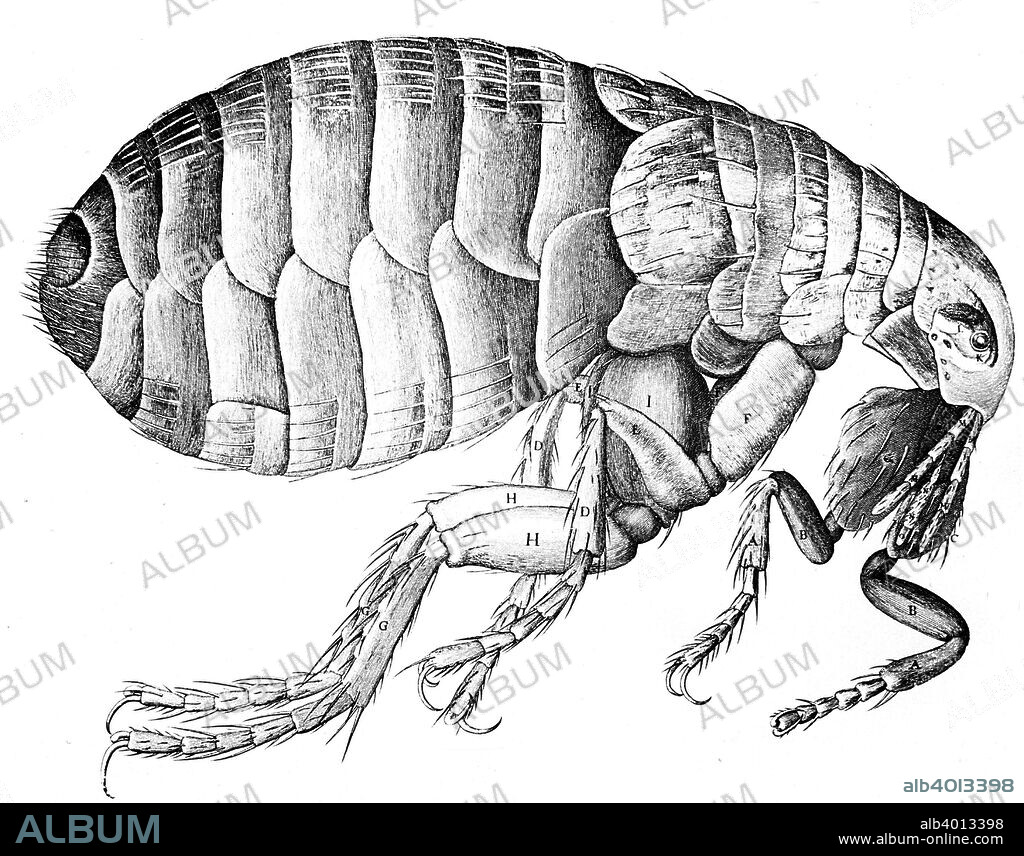 Flea, wingless bloodsucking parasitic insect, 1665. The human flea (Pulex irritans) can transmit plague. From Micrographia by Robert Hooke (1635-1703). Micrographia was published in 1665 and contains prints of some of the specimens Hooke viewed under the compound microscope that he designed.