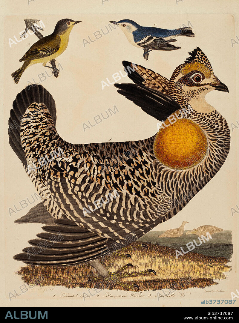 ALEXANDER LAWSON AFTER ALEXANDER WILSON. Pinnated Grous, Blue-green Warbler, and Nashville Warbler. Dated: published 1808-1814. Dimensions: plate: 32.6 x 26.7 cm (12 13/16 x 10 1/2 in.)  sheet: 37.6 x 29.1 cm (14 13/16 x 11 7/16 in.). Medium: hand-colored engraving with etching on wove paper.