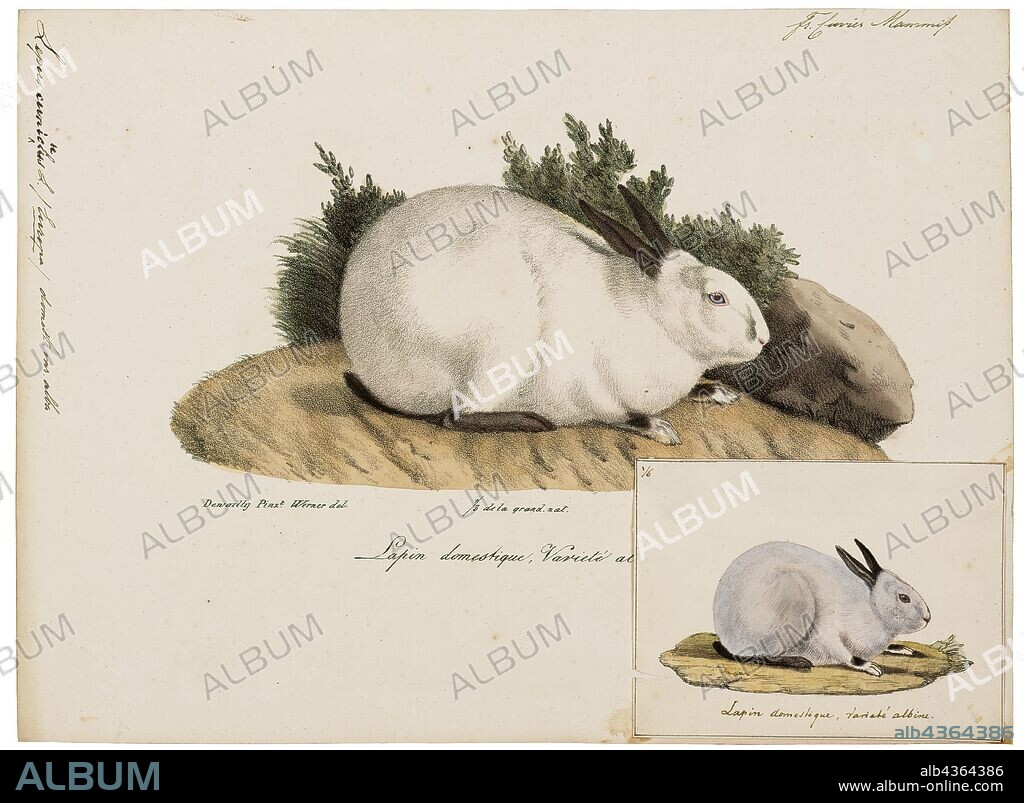 Lepus cuniculus, Print, Hare, Hares and jackrabbits are leporids belonging to the genus Lepus. Hares are classified in the same family as rabbits. They are similar in size and form to rabbits and have similar herbivorous diets, but generally have longer ears and live solitarily or in pairs. Also unlike rabbits, their young are able to fend for themselves shortly after birth rather than emerging blind and helpless. Most are fast runners. Hare species are native to Africa, Eurasia, North America, and the Japanese archipelago., 1700-1880.