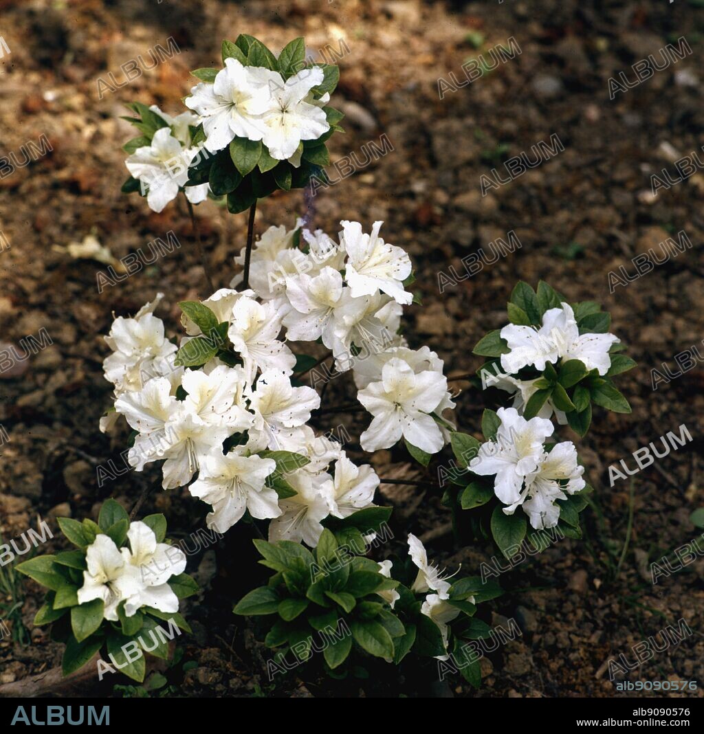 Rhodo Mary Helen (Glenndales). ©TopFoto.