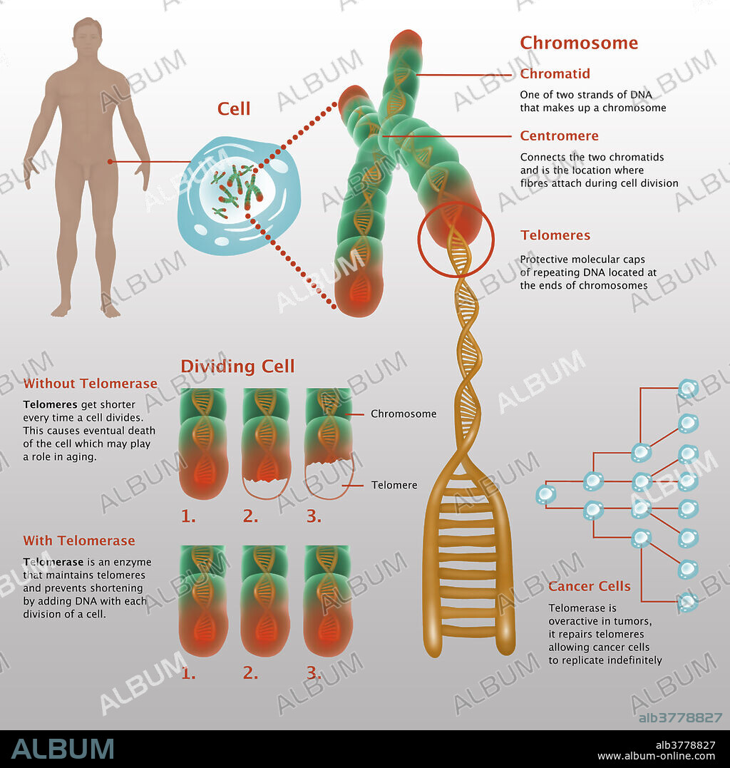 Illustrated diagram showing detailed chromosome structure, and depicting effects of telomerase in both aging cells and in cancer cells. Chromosome structure (top right). Chromatid, one of two strands of DNA that makes up a chromosome. Centromere connects the two chromatids and is the location where fibres attach during cell division. Telomeres, protective molecular caps of repeating DNA located at the ends of chromosomes. Telomerase and aging (bottom left). Telomerase is an enzyme that maintains telomeres and prevents shortening by adding DNA with each division of a cell. Dividing cell without telomerase where telomeres get shorter every time a cell divides. This causes eventual death of the cell which may play a role in aging. Below that is a dividing cell with telomerase. Telomerase and cancer cells at bottom right. Telomerase is overactive in tumours, it repairs telomeres allowing cancer cells to replicate indefinitely.