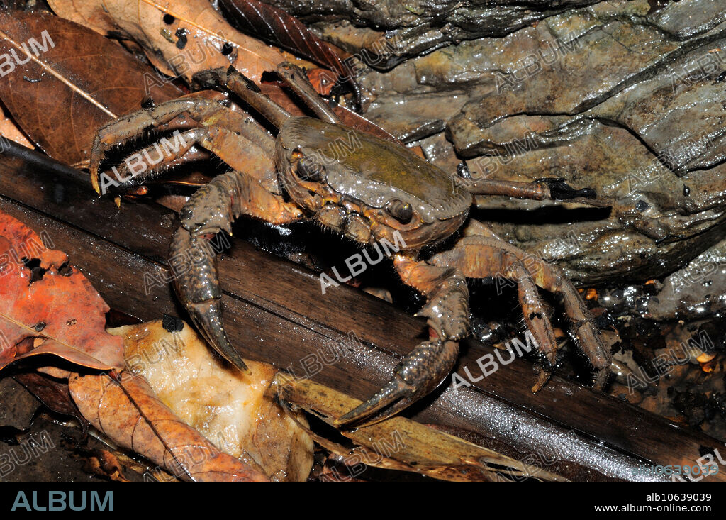 Freshwater crab in a remnant pool in a dry river bed, Phnom Prich Wildlife Sanctuary, Mondulkiri, Cambodia.