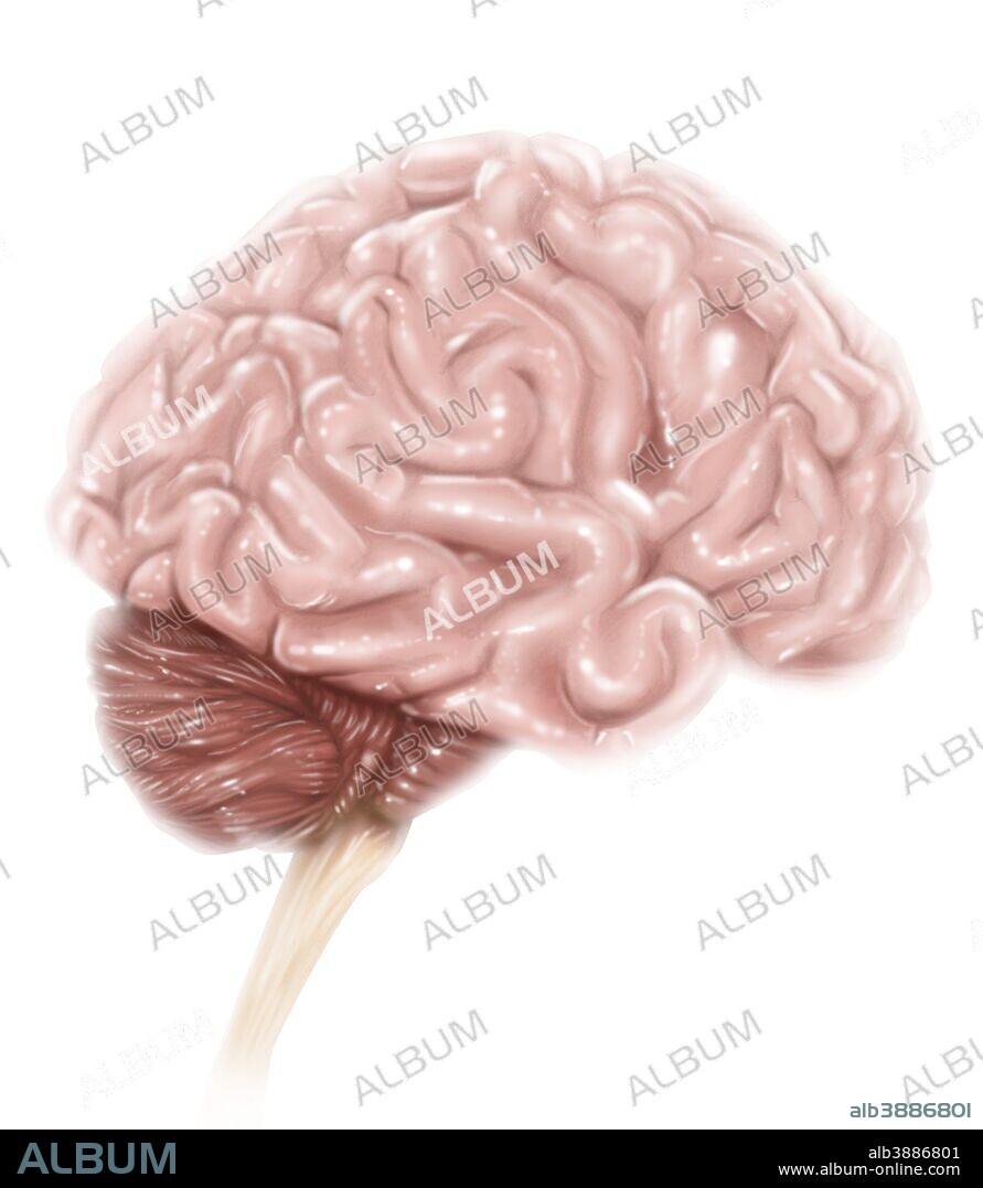 Human brain anatomy, lateral view, with labels.