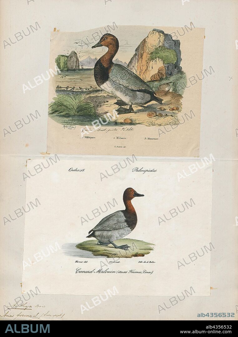 Aythya ferina, Print, The common pochard is a medium-sized diving duck. The scientific name is derived from Greek aithuia an unidentified seabird mentioned by authors including Hesychius and Aristotle, and Latin ferina, "wild game.