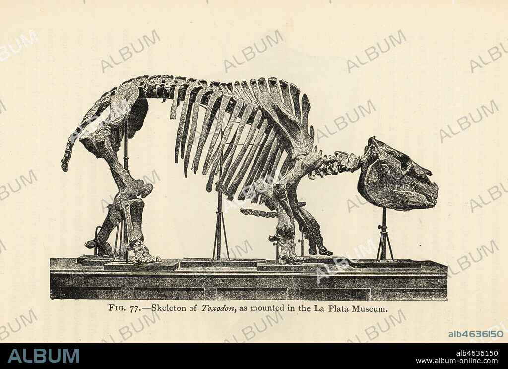 Fossil skeleton of extinct mammal Toxodon platensis as mounted in the La Plata Museum. Late Miocene to middle Holocene era. Illustration from Henry Neville Hutchinsons Creatures of Other Days, Popular Studies in Palaeontology, Chapman and Hall, London, 1896.