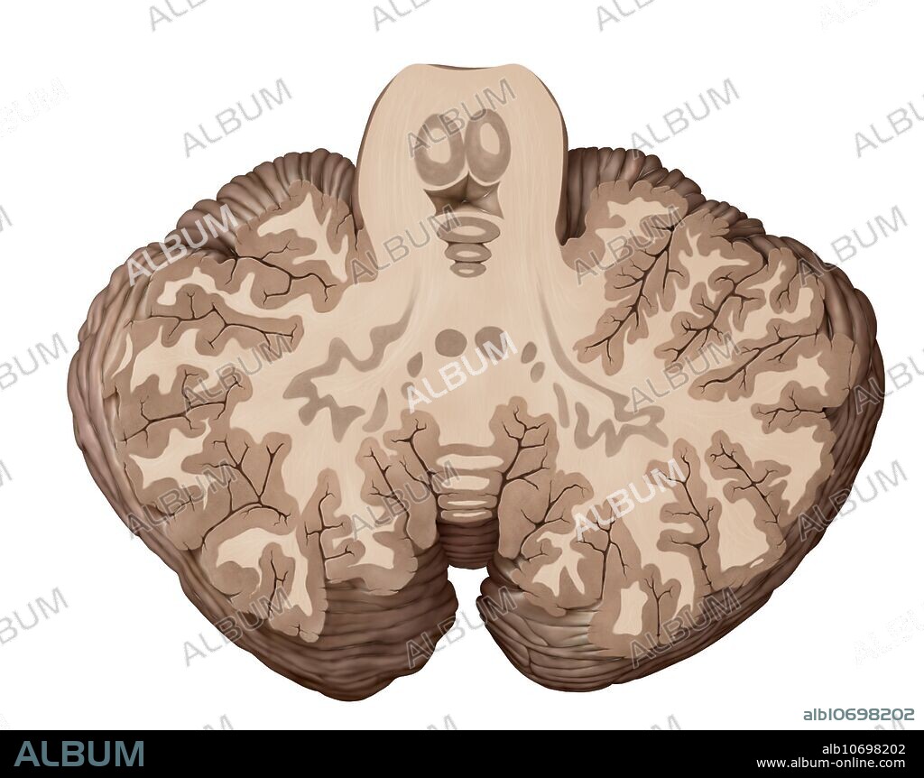 The cerebellum is the part of the brain located under the cerebrum, behind the brainstem. It ensures motor coordination as well as the maintenance of balance and posture. The cerebellum also allows for harmonious voluntary movements, without useless effort, without losing balance and without trembling.