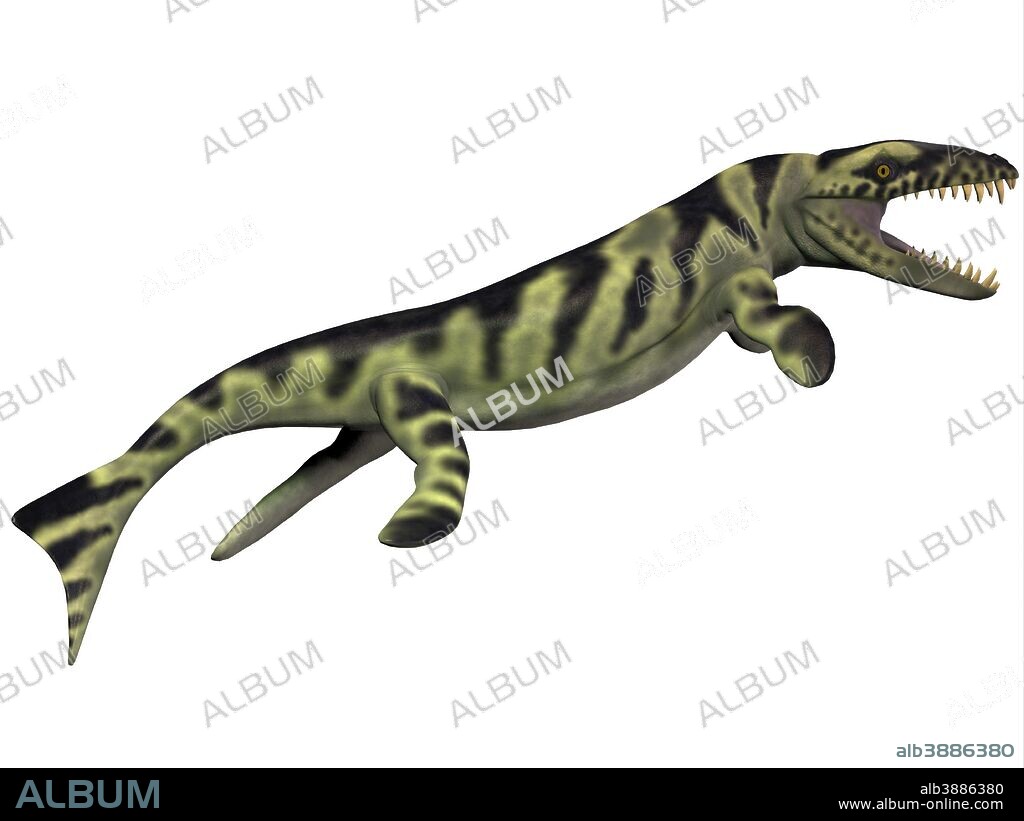 Dakosaurus, white background. - Album alb3886380