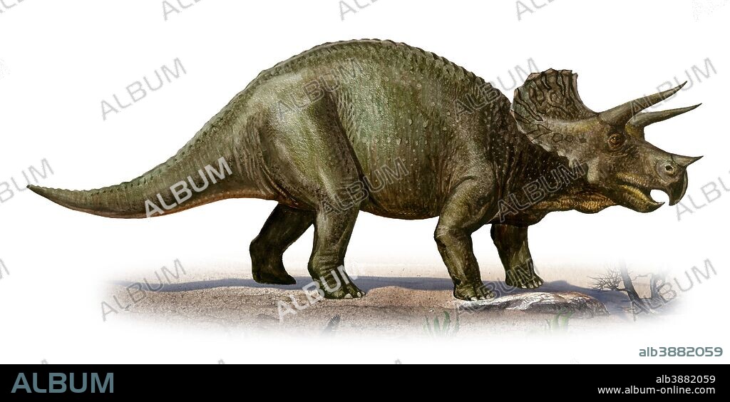 Triceratops prorsus, a prehistoric era dinosaur from the Late Cretaceous period.