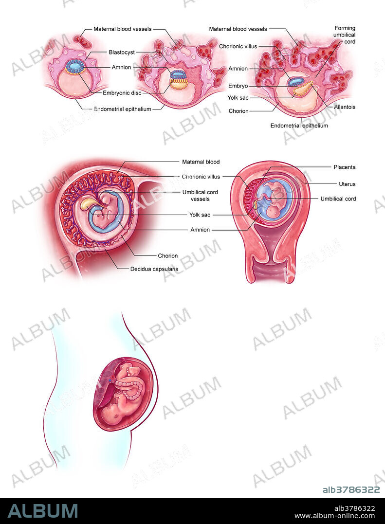 An illustration of early embryonic and foetal development during pregnancy. The top row depicts blastocyst implantation in the uterus roughly seven days after conception (left), development of the embryonic disc and formation of the chorion and proliferating syncytiotrophoblast after 12 days (centre), and development of the chorionic villi, umbilical cord, and germ layers after 16 days (right). The middle row depicts an embryo at four weeks old with the developing placenta and umbilical vessels (left), and a developing foetus at ten weeks old (right). The figure at the bottom of the image shows a fully developed foetus and placenta in utero.