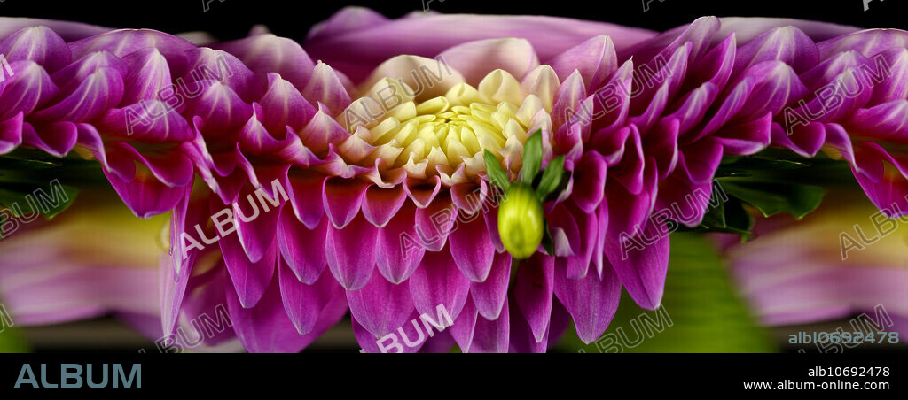 A slit-scan image of a dahlia Flower (Dahlia sp.).