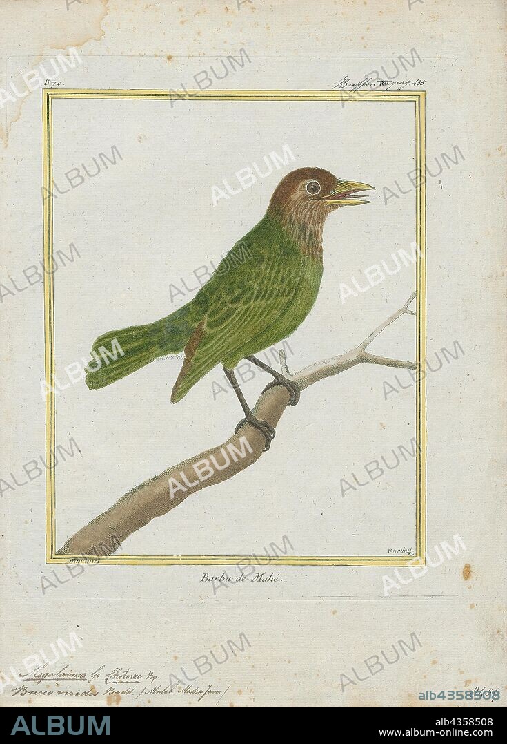 Megalaima viridis, Print, The white-cheeked barbet or small green barbet (Psilopogon viridis) is a species of barbet found in southern India. It is very similar to the more widespread brown-headed barbet (or large green barbet) (Psilopogon zeylanica) but this species has a distinctive supercilium and a broad white cheek stripe below the eye and is endemic to the forest areas of the Western Ghats and adjoining hills. The brown-headed barbet has an orange eye-ring but the calls are very similar and the two species occur together in some of the drier forests to the east of the Western Ghats. Like all other Asian barbets they are mainly frugivorous although they may sometimes eat insects and they use their bills to excavate nest cavities in trees., 1700-1880.
