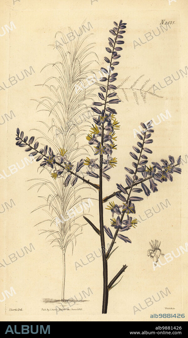 Slender palm lily or narrow-leaved palm lily, Cordyline stricta. Upright dracaena, Dracaena stricta. Native of Australia, drawn at Samuel Brookes' Nursery at Ball's Pond. Handcoloured copperplate engraving by Weddell after a botanical illustration by John Curtis from William Curtis's Botanical Magazine, Samuel Curtis, London, 1825.
