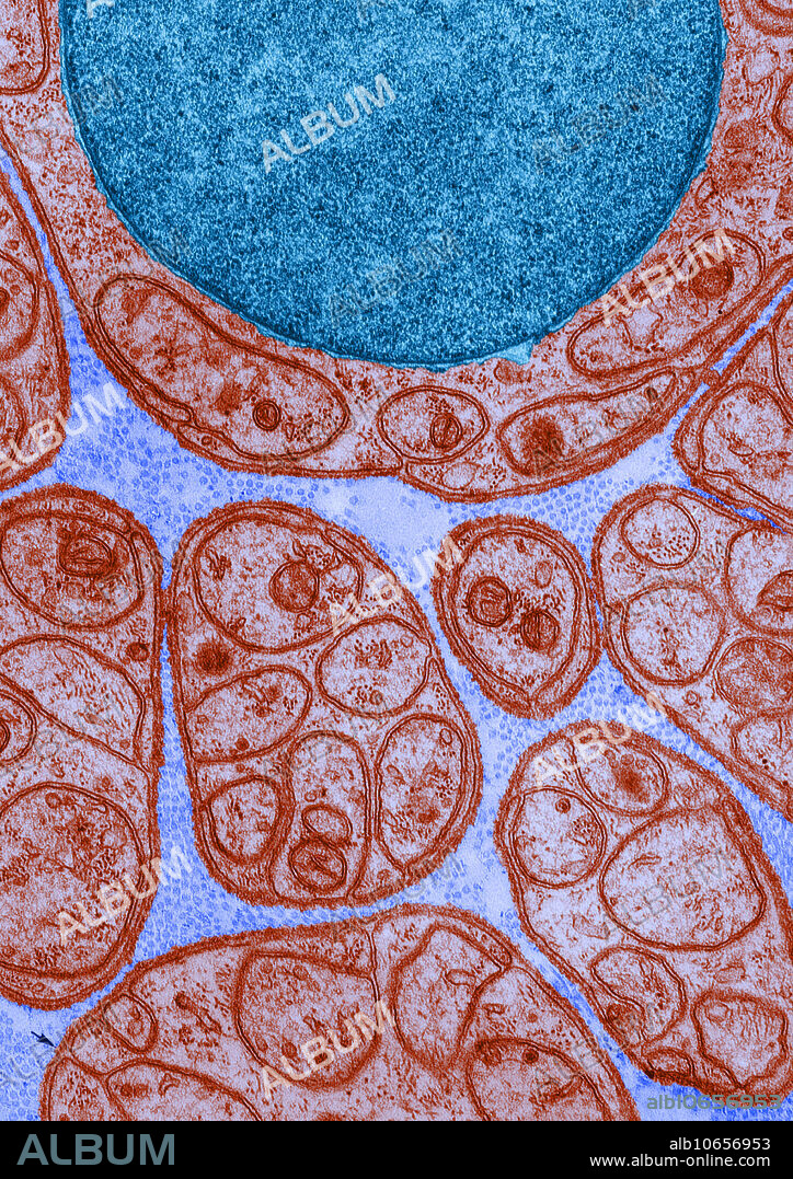 Color enhanced transmission electron micrograph of a nerve in cross-section, showing groups of unmyelinated axons enclosed in deeply invaginated recesses in the surface of the Schwann cells. Around each Schwann cell is a thin, continuous lamina externa, especially visible at the arrows.