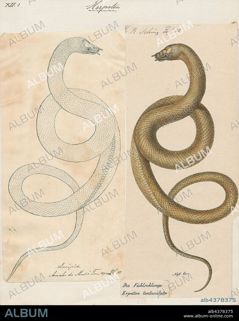 Erpeton tentaculata, Print, Erpeton is a genus of water snake of the family Homalopsidae, which includes a single known species, the tentacled snake, Erpeton tentaculatum, which is native to South-East Asia. They are aquatic and extremely fast in catching their prey, small fish.The snakes accomplish the capture of their prey by cheating on a C-start escape reflex of the fish: after a fish approaches, the snake bends, and makes a quick movement with a measured segment of its body, startling the fish exactly in the direction of snake's head., 1700-1880.