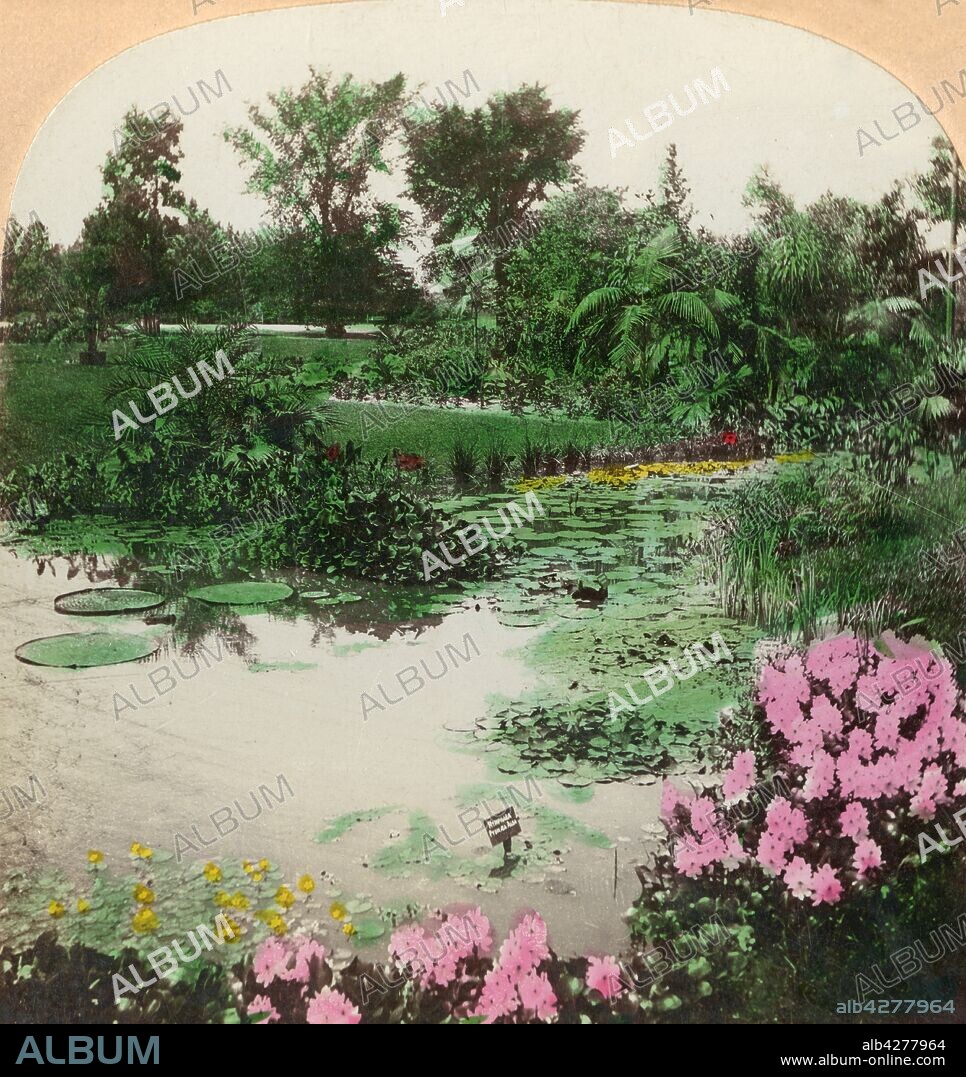 BL SINGLEY. 'Lily Pond, Tower Grove Park, St. Louis, Mo., U.S.A.', 1897. Tower Grove Park in St Louis, Missouri, opened in 1875. It was laid out on land donated to the city by British-born botanist Henry Shaw. Hand-coloured stereocard by Excelsior Stereoscopic Tours.