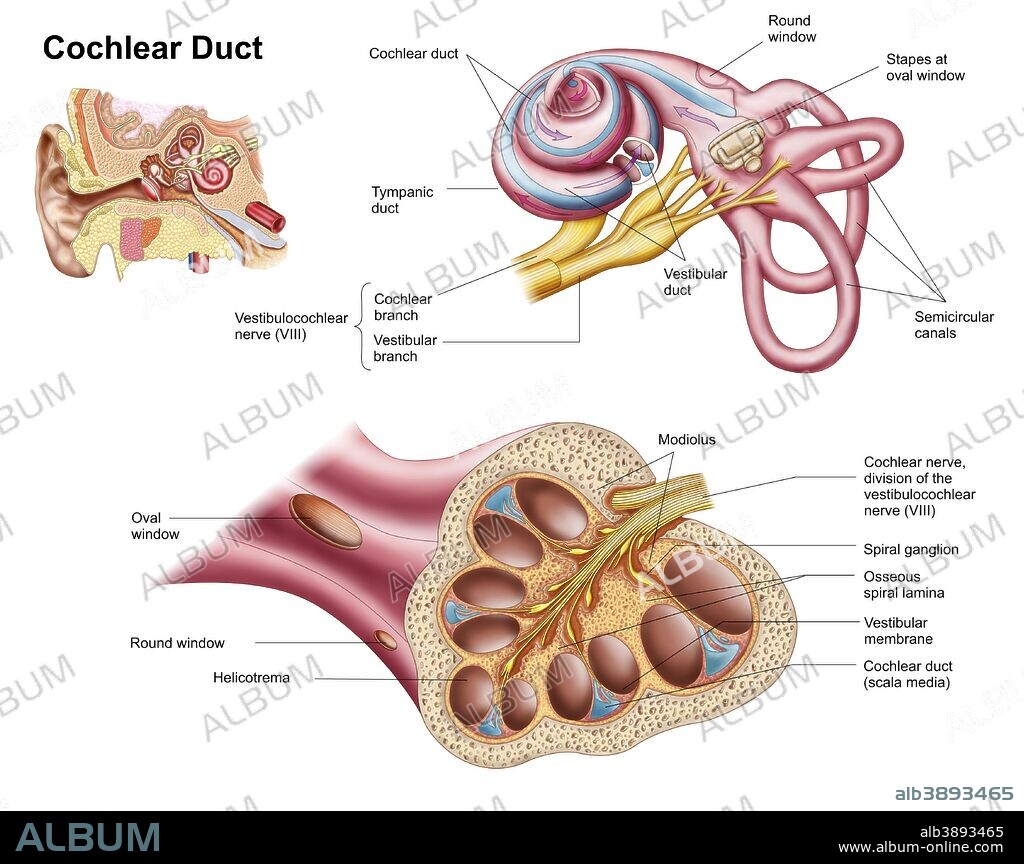Anatomy of the cochlear duct in the human ear.