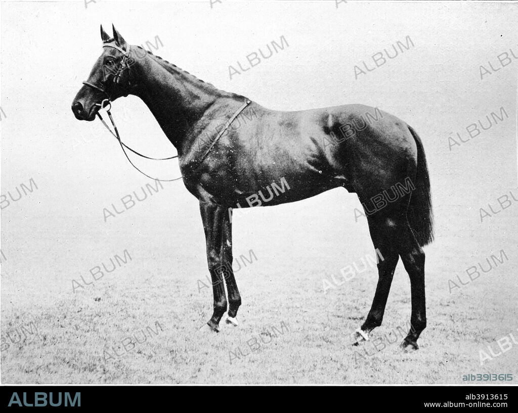 'Bayardo', 1911. From British Sports and Sportsmen Part 1. [British Sports and Sportsmen, London, 1911].