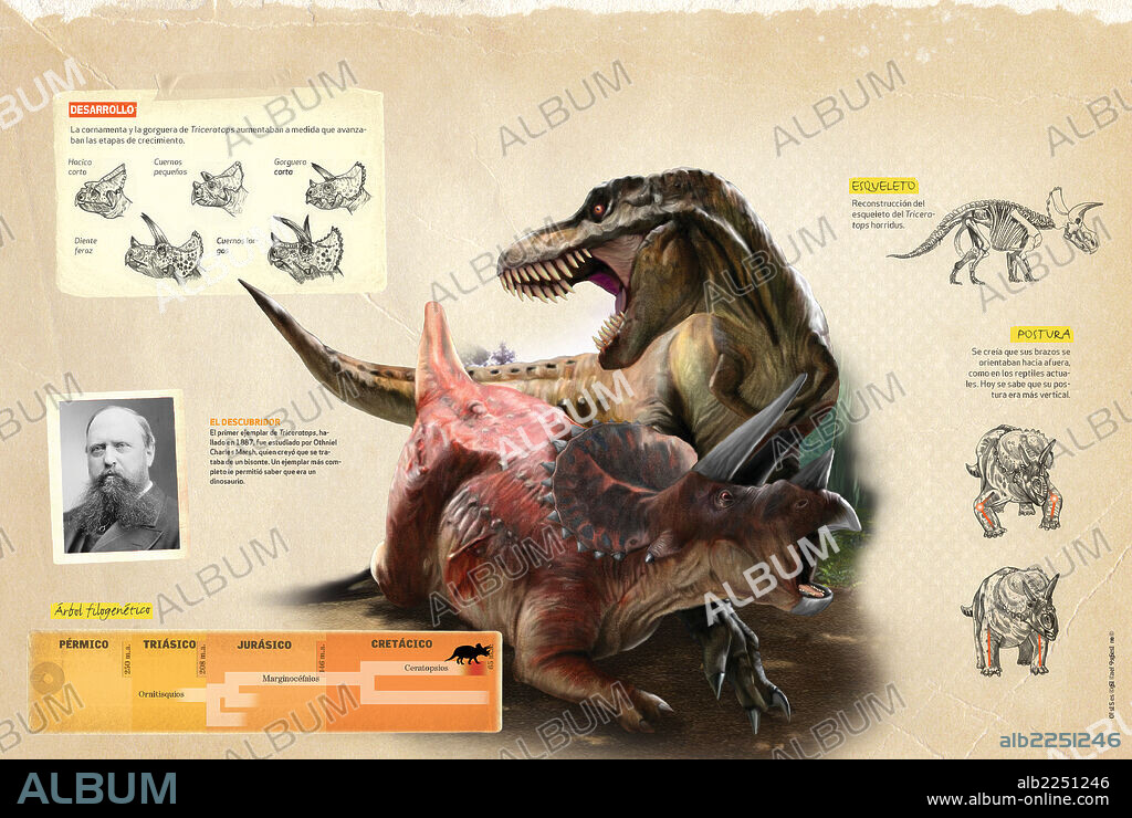 Características del Triceratops. Infografía sobre algunas de las características del Triceratops, su árbol filogenético y su descubridor.