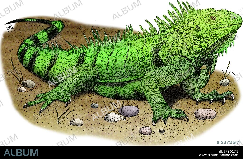 Illustration of a Green iguana (Iguana iguana).