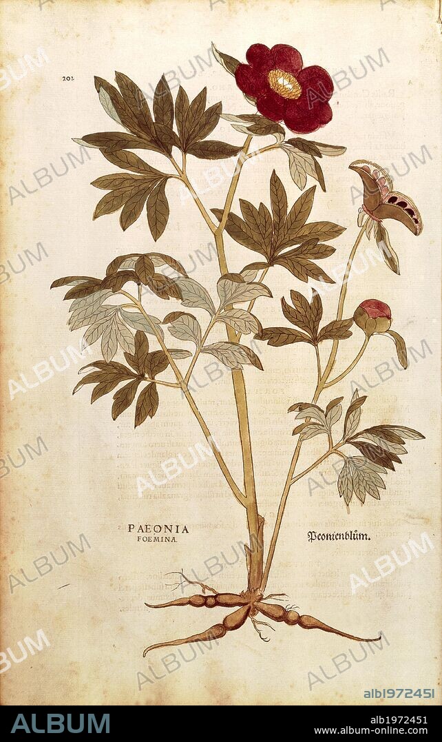 Herbal, 16th century. Leonhart Fuchs (1501-1566), De historia stirpium commentarii insignes (Notable Commentaries on the History of Plants), 1542. Plate: Peony - Paeonia officinalis (Paeonia foemina). Colored engraving.