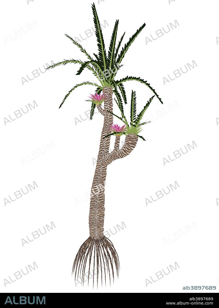 Williamsonia gigas prehistoric tree, isolated on white background.