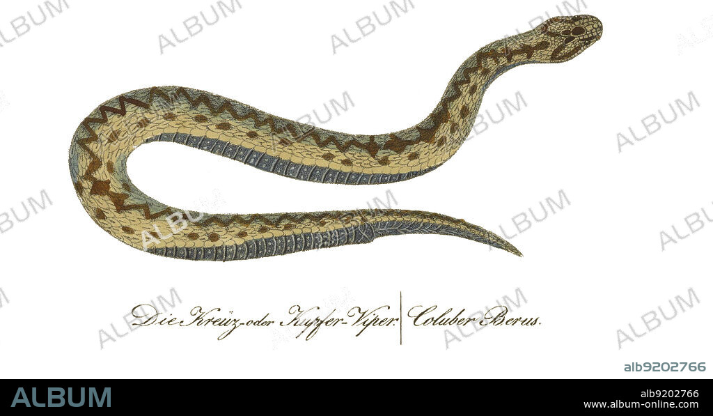 Common or European adder (Coluber berus, now Vipera berus), a venomous snake found in most of western Europe. Illustration from Fauna Boica, oder gemeinnützige Naturgeschichte der Thiere Bayerns, a natural history of the animals of Bavaria, written by Jacob Ernst von Reiter and illustrated by Carl Wilhelm Hahn in 1830-1835.