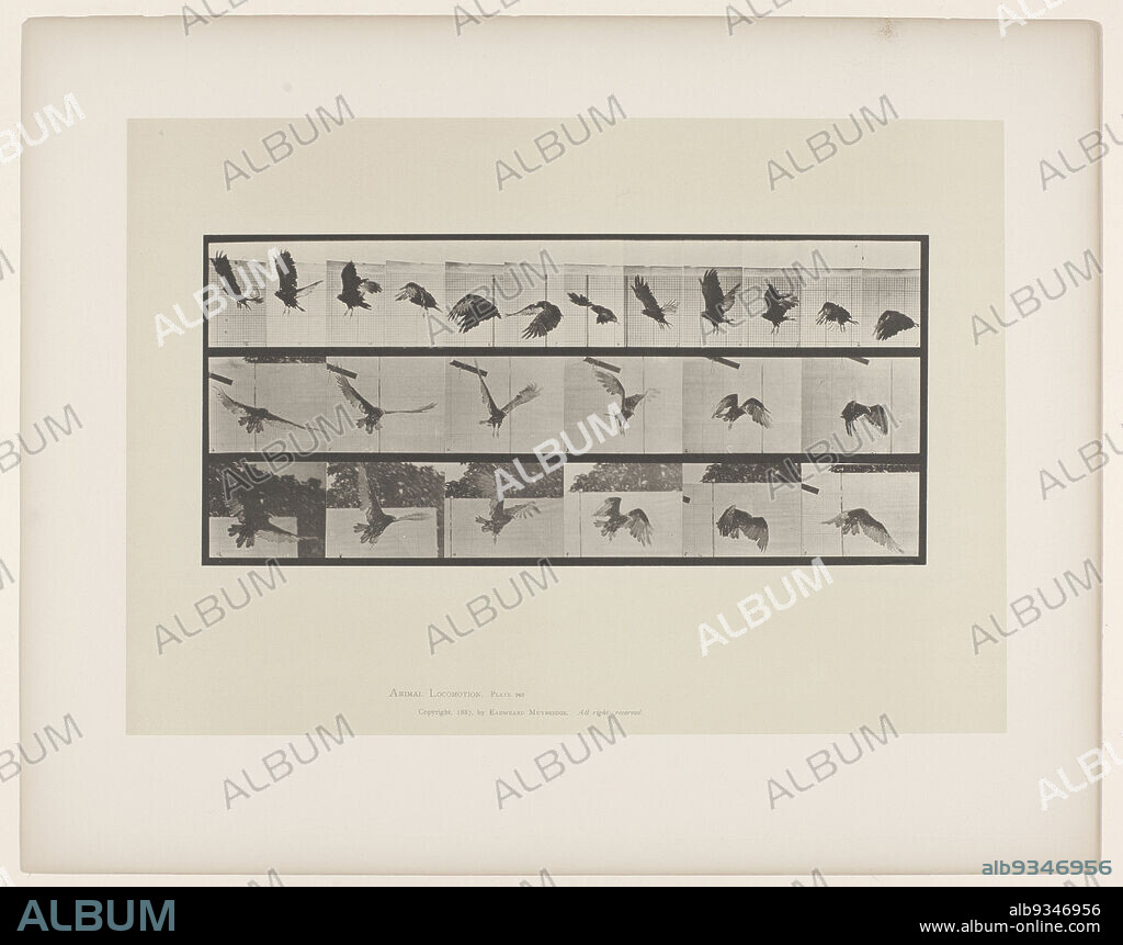 Vulture Flying, Flying bird (vulture) (plate 767), Animal Locomotion ..., Philadelphia 1887 (series title), Eadweard Muybridge (mentioned on object), United States of America, 1885 - 1886, paper, collotype, height 485 mm, width 612 mmheight 187 mm × width 409 mm.