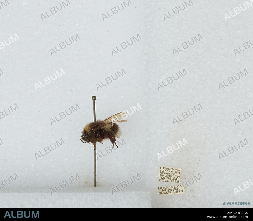 Sweden or Germany, Bombus sp., Animalia, Arthropoda, Insecta, Hymenoptera, Apidae, Apinae.