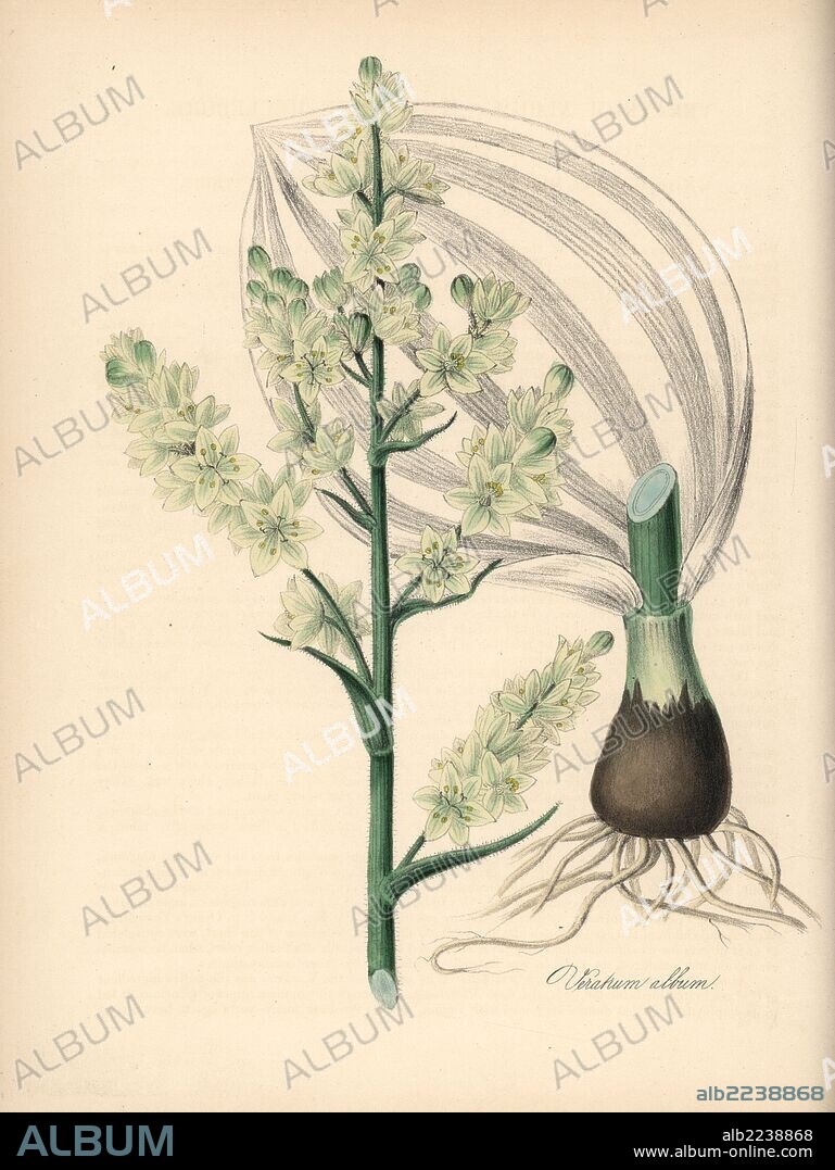 White hellebore, Veratrum album. Handcoloured zincograph by C. Chabot drawn by Miss M. A. Burnett from her "Plantae Utiliores: or Illustrations of Useful Plants," Whittaker, London, 1842. Miss Burnett drew the botanical illustrations, but the text was chiefly by her late brother, British botanist Gilbert Thomas Burnett (1800-1835).
