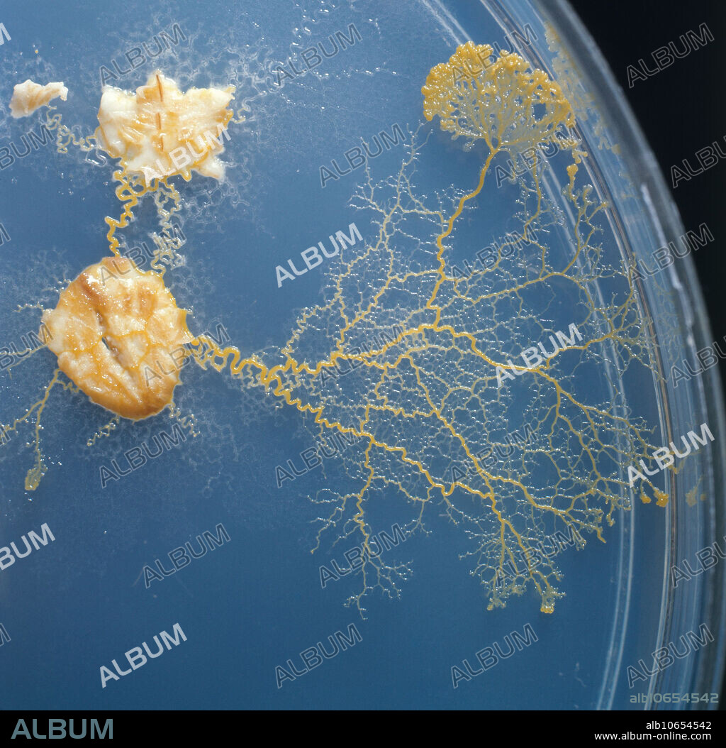 Physarum polycephalum, a slime mold. Magnification x1.8.