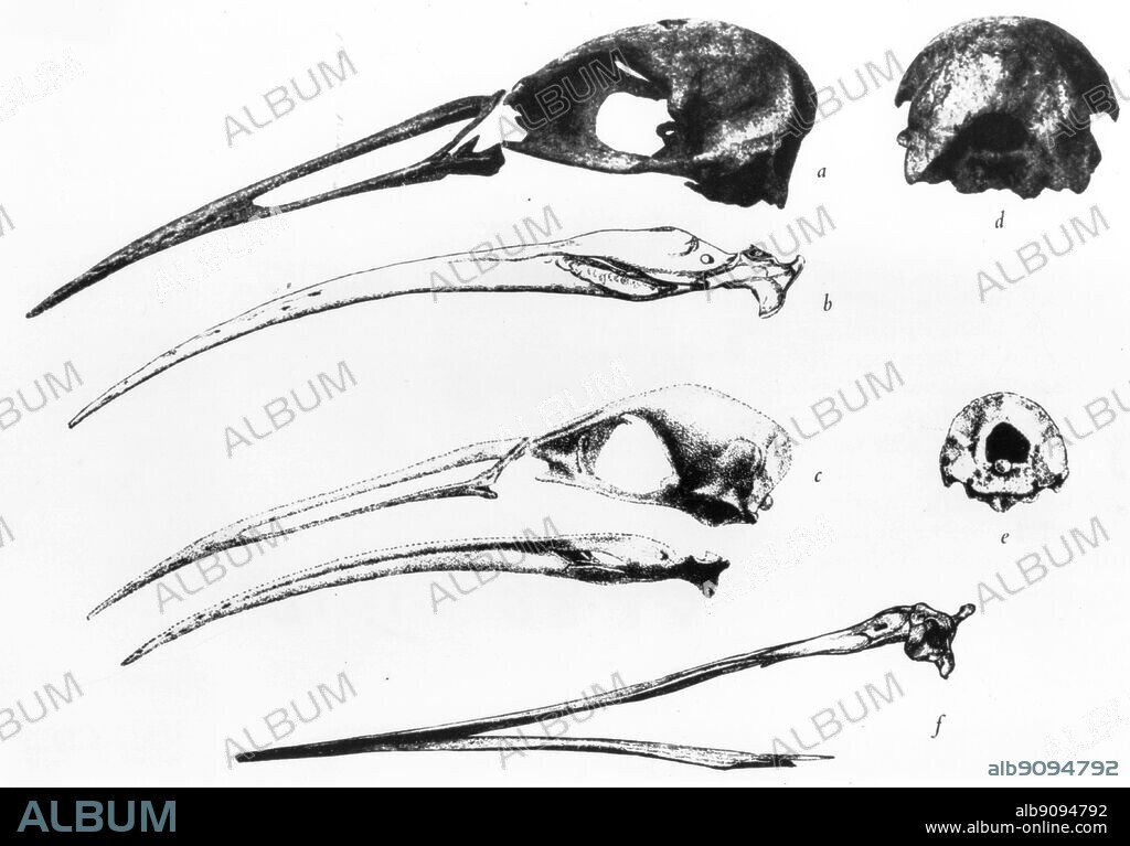 Cranial elements of Aphanapteryx: A. bonasia, the Mauritius Red Hen (a,b,d,f); A. leguati, Leguat's Gelinote (c,e). Arrangement derived from the work f S.L. Olson (after Gunther and Newton, Piveteau and Milne-Edwards) in S.D. Ripley's Rails of the World (David Godine: Boston, 1977). Courtesy of S.L. Olson and S.D. Ripley.
