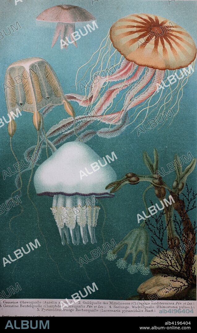 historical image of various Jellyfish or jellies: Aurelia aurita, Chrysaora mediterranea, Charybdea marsupialis, Rhizostoma pulmo, Lucernaria pyramidalis, digital improved reproduction of an original print from the 19th century.