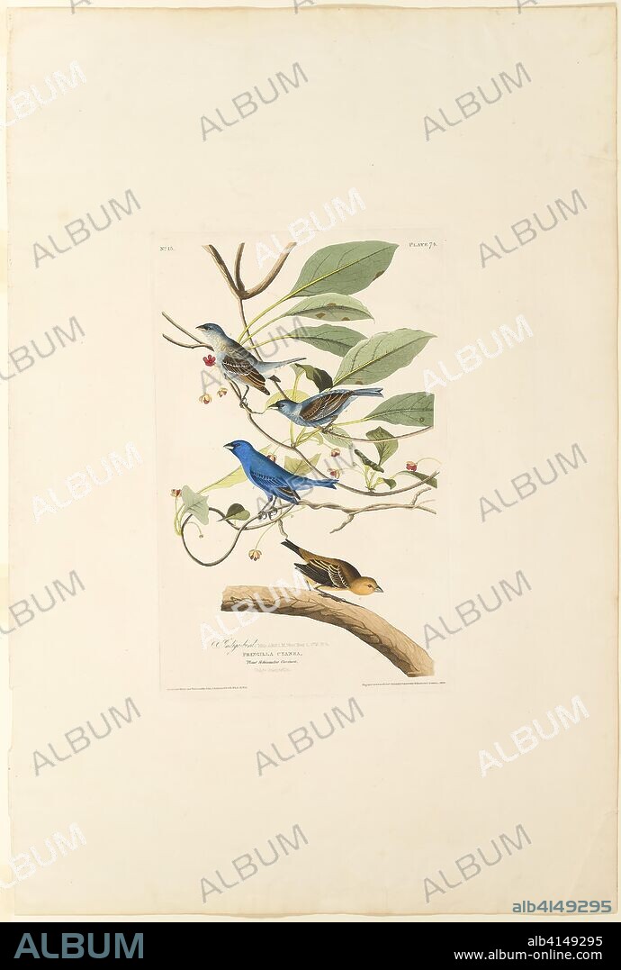Male Indigo Bird. Robert Havell (English, 1793-1878); after John James Laforest Audobon (American, 1775-1851). Date: 1829. Dimensions: 460 × 296 mm (image); 498 × 313 mm (plate); 970 × 650 mm (sheet). Hand-colored engraving, with aquatint, on cream wove paper. Origin: England.