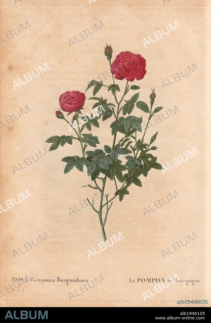 Burgundy rose with crimson fluffy flowers (Rosa Pomponia Burgundiaca).. R. centifolia var. parvifolia . Le Pompon de Bourgogne. Origin unknown, dates from before 1664.. Hand-colored, octavo-size stipple copperplate engraving from Pierre Joseph Redoute's "Les Roses" 1828.