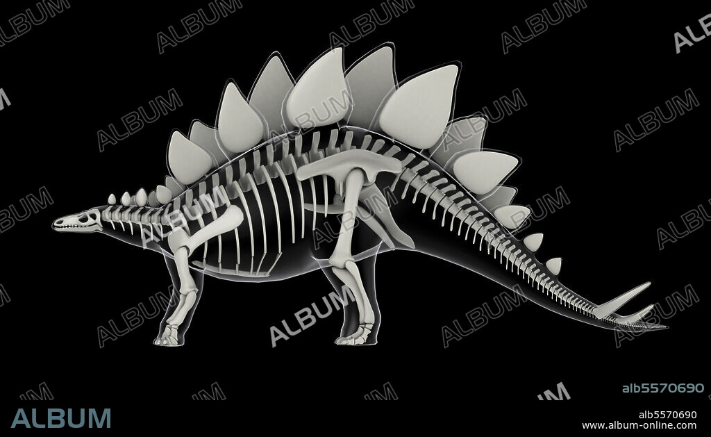 Skeletal system of Stegosaurus, x-ray side view.