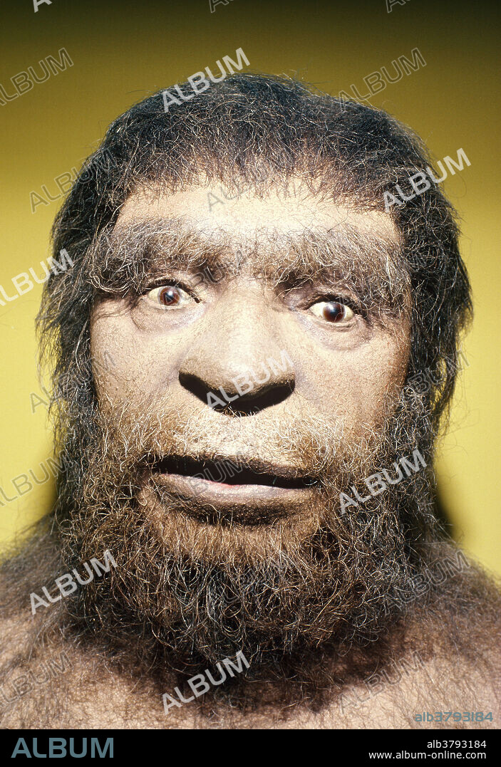 Head of a classic Neanderthal man. Typical characteristics of the classic Neanderthal include large nostrils, huge brow ridges, and a small chin.