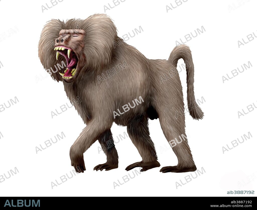 Dinopithecus ingens, Pliocene of South Africa.