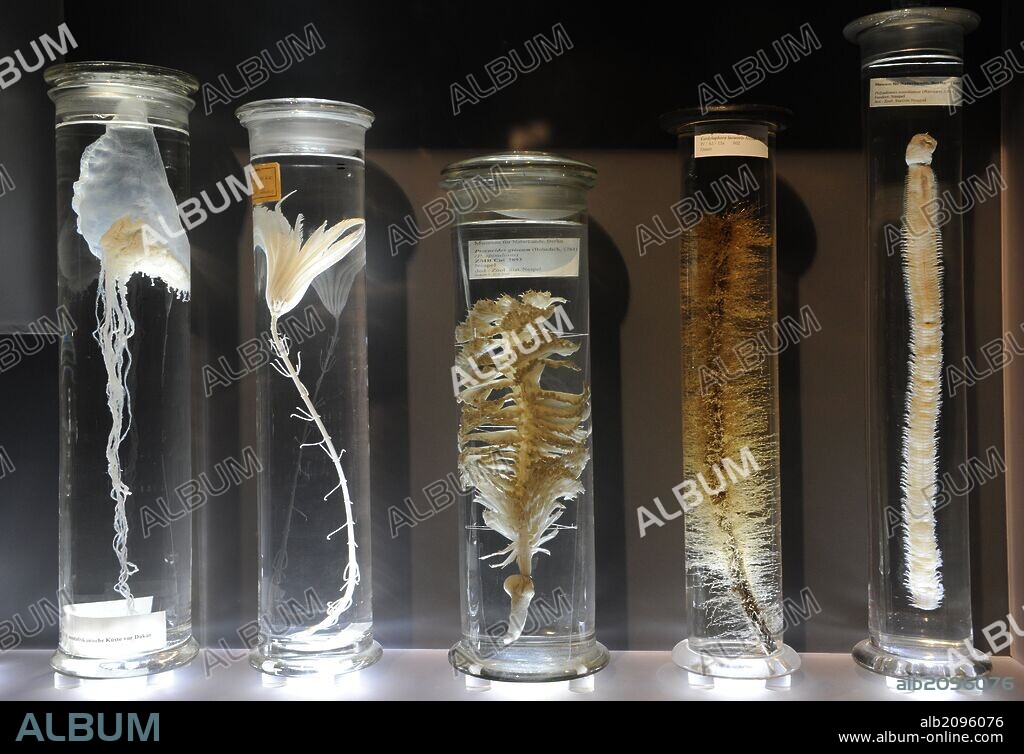 Glass jars with alcohol-preserved animal specimens. exhibit in the Wet Collections. Natural History Museum, Berlin, Germany.