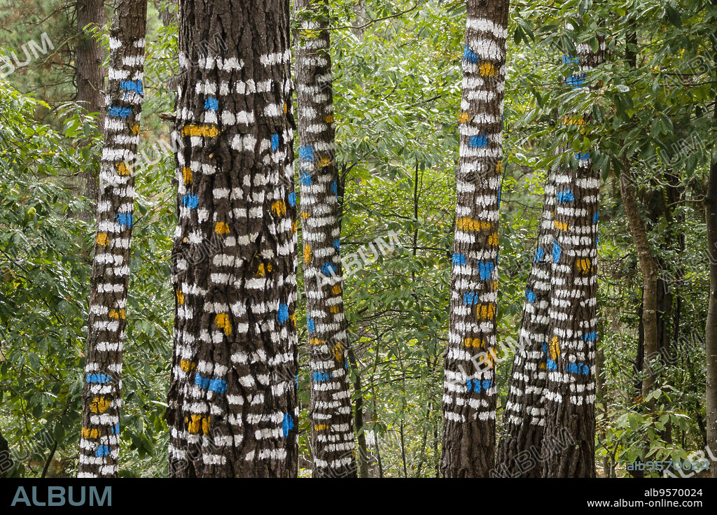 bosque de Oma, Homenaje al Greco ,1984, Agustin Ibarrola,Kortezubi, Vizcaya,Euzkadi, Spain.