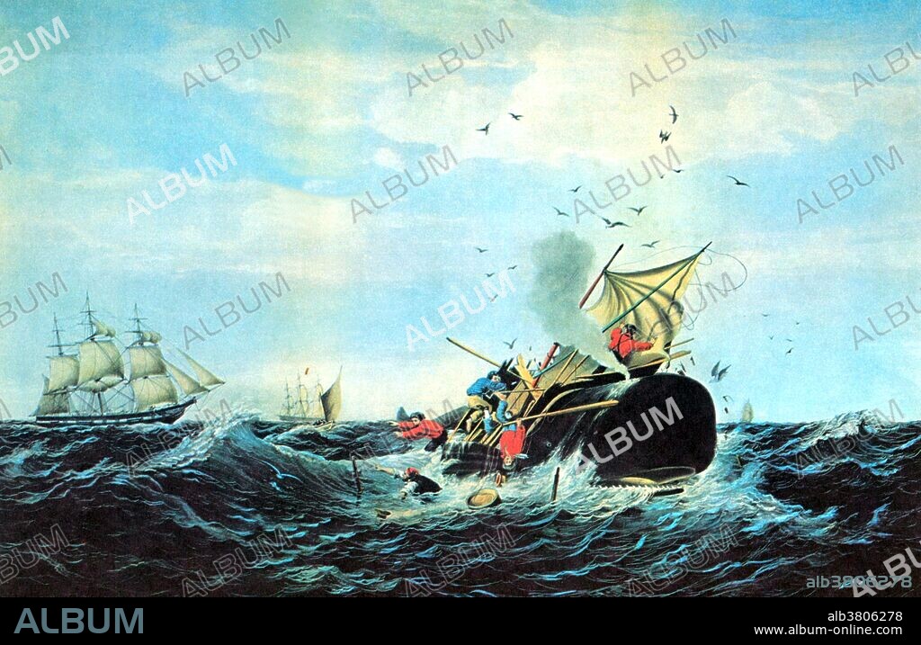 Lithograph entitled: "The whale fishery. The sperm whale in a flurry." Whaling is the hunting of whales mainly for meat and oil. Its earliest forms date to at least 3000 BC. Various coastal communities have long histories of sustenance whaling and harvesting beached whales. Industrial whaling emerged with organised fleets in the 17th century; competitive national whaling industries in the 18th and 19th centuries; and the introduction of factory ships along with the concept of whale harvesting in the first half of the 20th century. As technology increased and demand for the resources remained, catches far exceeded the sustainable limit for whale stocks.