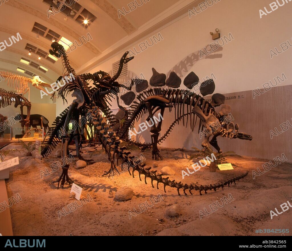Allosaurus, Stegosaurus and other skeletons in the Main Exhibit Hall at the Utah Museum of Natural History in Salt Lake City.