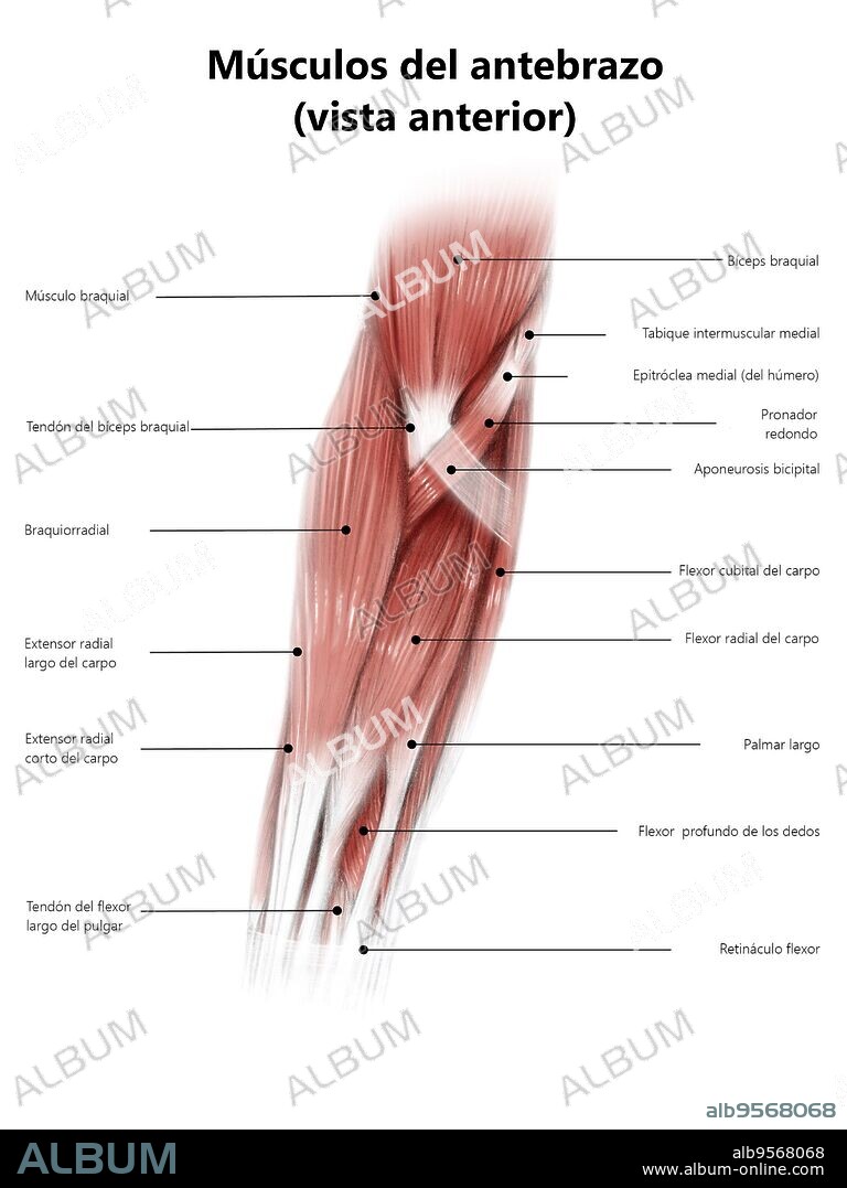 Diigital illustration of muscles of the forearm, anterior view.