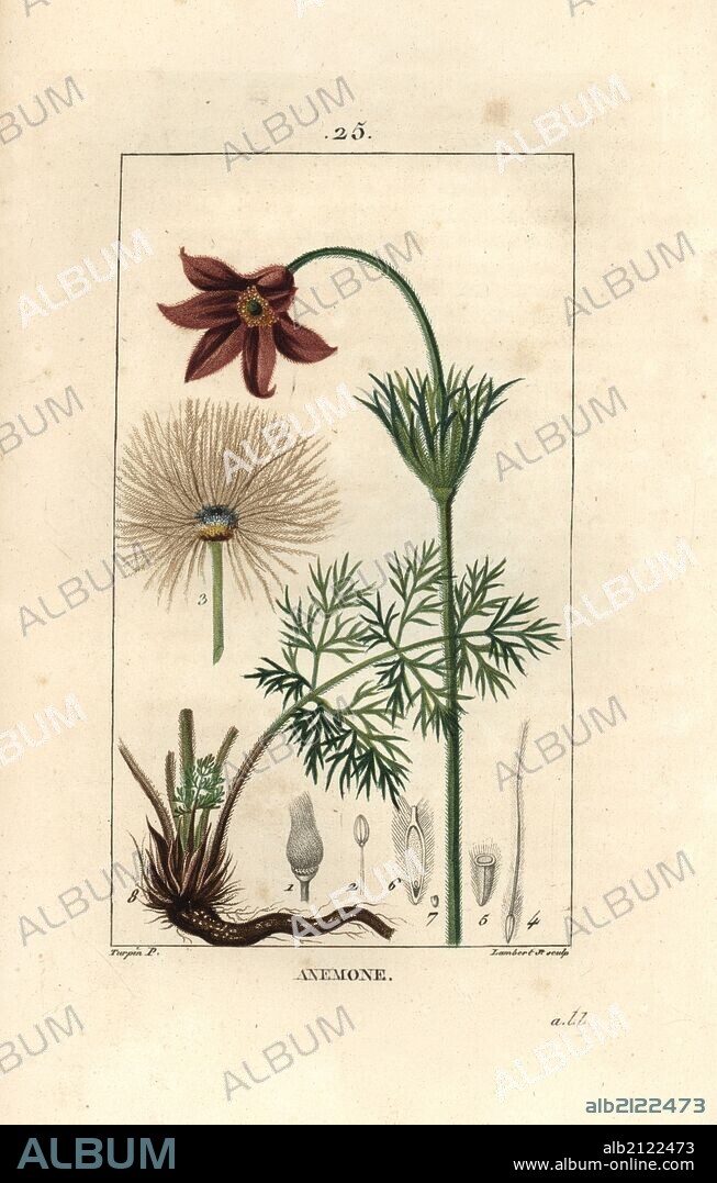 Wind flower or meadow anemone, Pulsatilla nigricans. Handcoloured stipple copperplate engraving by Lambert Junior from a drawing by Pierre Jean-Francois Turpin from Chaumeton, Poiret et Chamberet's "La Flore Medicale," Paris, Panckoucke, 1830. Turpin (1775~1840) was one of the three giants of French botanical art of the era alongside Pierre Joseph Redoute and Pancrace Bessa.