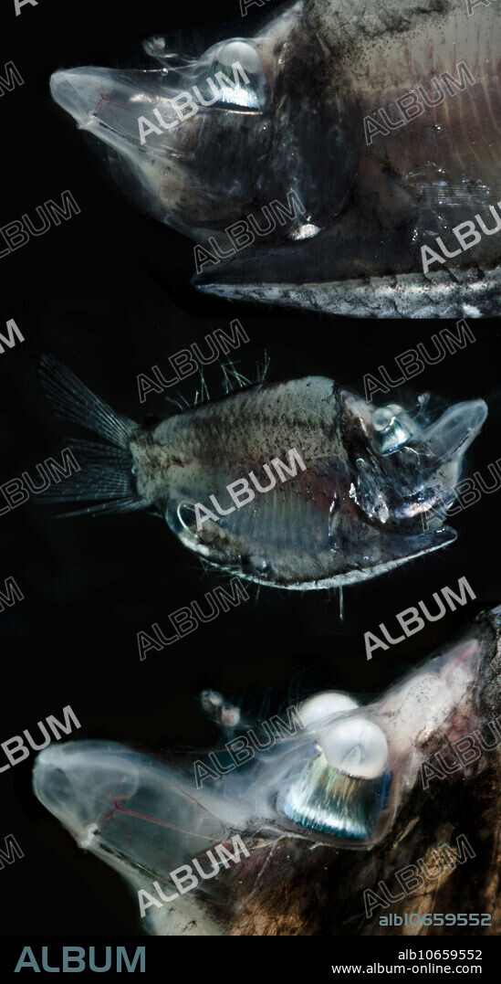 Mirrorbelly (Monacoa grimaldii)