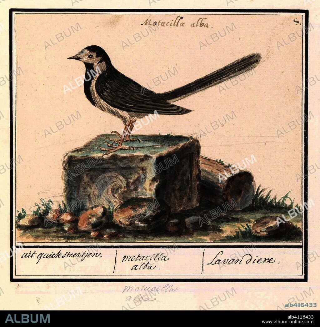 ANSELMUS BOËTIUS DE BOODT. Witte kwikstaart (Motacilla alba); wit quick steertjen. / motacilla alba. / Lavandiere. (title on object). Draughtsman: Anselmus Boëtius de Boodt. Draughtsman: Elias Verhulst. Dating: 1596 - 1610. Place: Praag. Measurements: h 135 mm × w 170 mm.