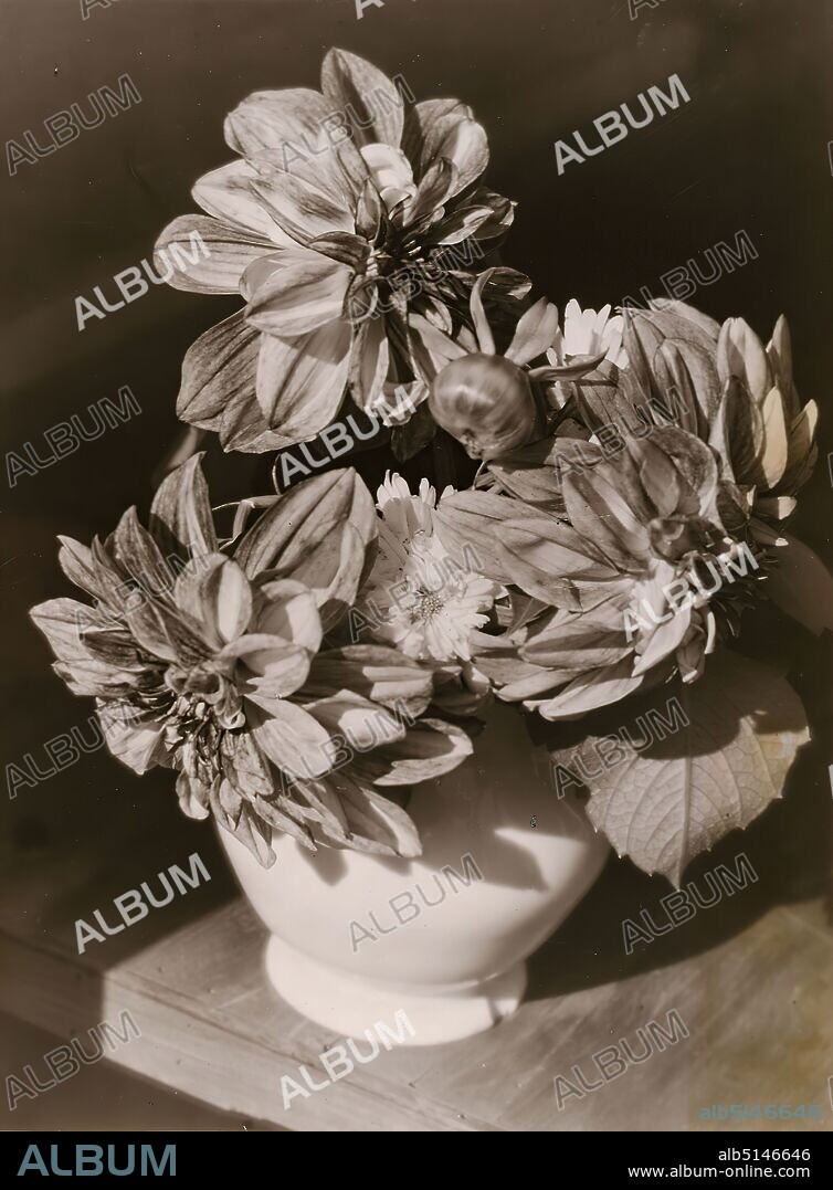Heinrich Kühn, Flower still life (cactus dahlias), Staatliche Landesbildstelle Hamburg, collection on the history of photography, silver gelatine paper, cardboard, black and white positive process, image size: height: 39.10 cm; width: 28.90 cm, inscribed: verso cardboard: top left label in typewriter font: Heinrich Kuehn, stamp: verso cardboard: upper left Stamp: Teaching collection of the, Staatliche Landesbildstelle Hamburg, Inventory No. [in ink added: B 195], artistic photography, flowers.