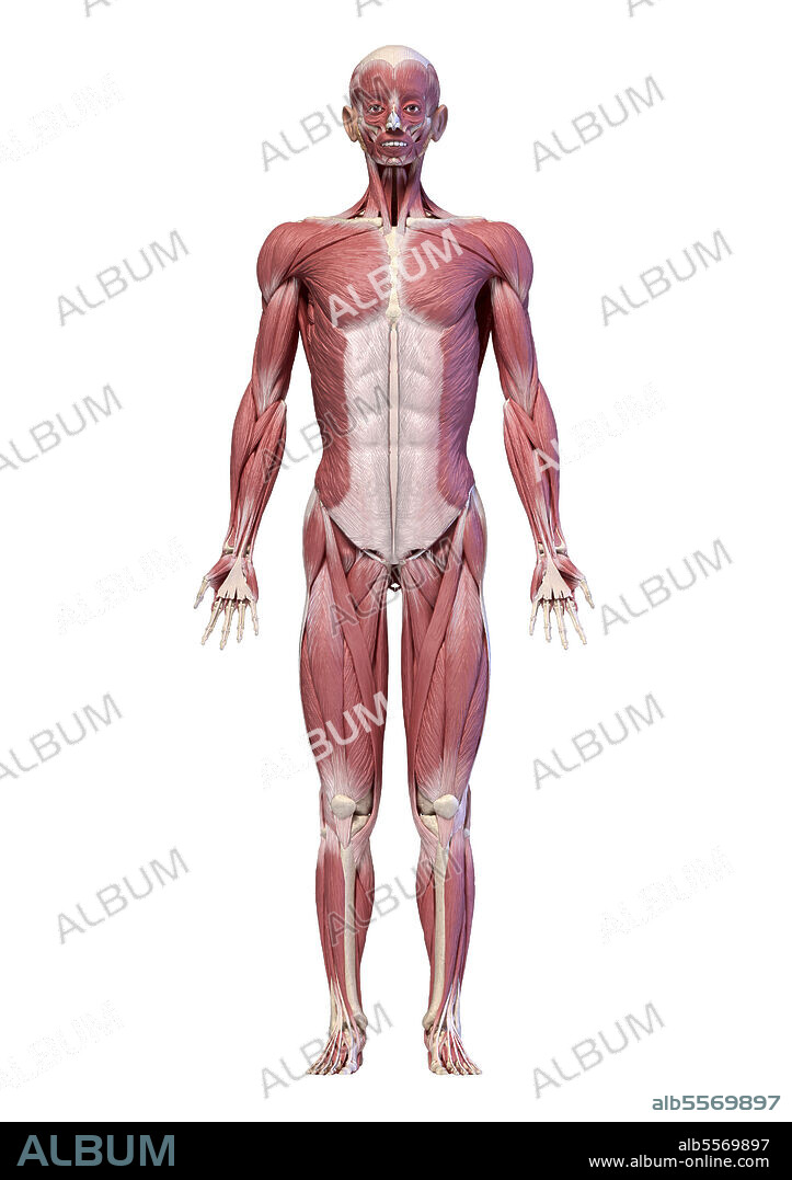 3D illustration of male muscular system, full body, front view on white background.